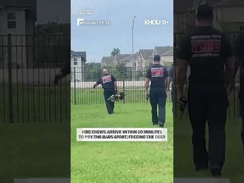 Deer gets stuck in fence in Sienna until firefighters are able to set it free