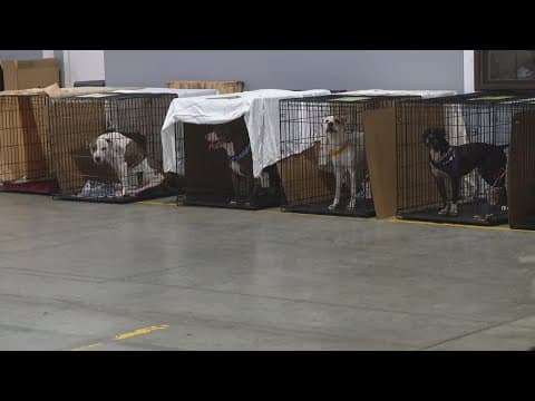 Bone Dry Roofing, IACS team up for adoption event