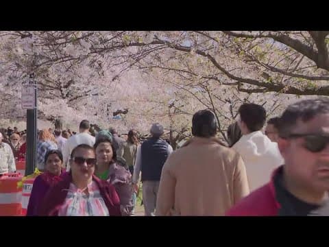 Don't get your hopes up from an early peak bloom for the cherry blossoms