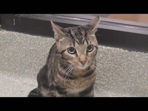 Kitty rescued during Houston snowstorm ready for a fur-ever home