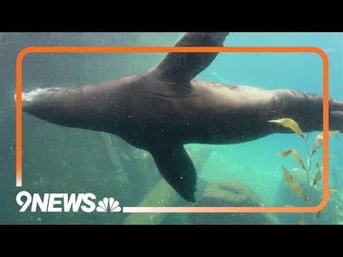 Former Denver Zoo favorite passes away