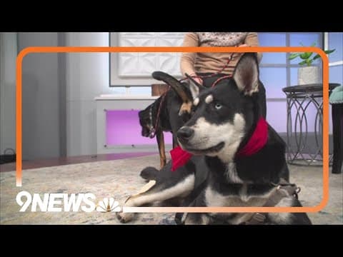 Petline 9 | Flewddur and Triesen