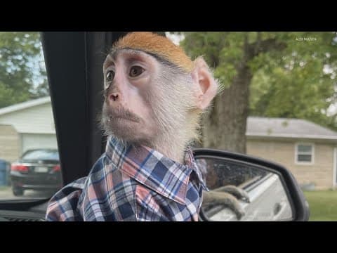 EXCLUSIVE: Family fights to get back impounded monkey