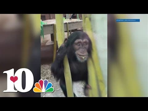 Zoo Knoxville celebrates St. Patrick's Day