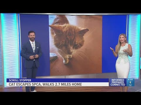 Cat escapes the Lakeland shelter, walked almost 3 miles home