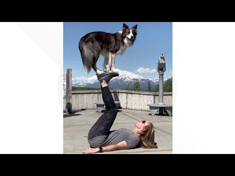 The importance of mental enrichment for dogs