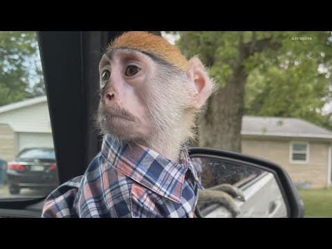Owner says he was tricked into giving Momo the monkey away to the city | 13 Investigates