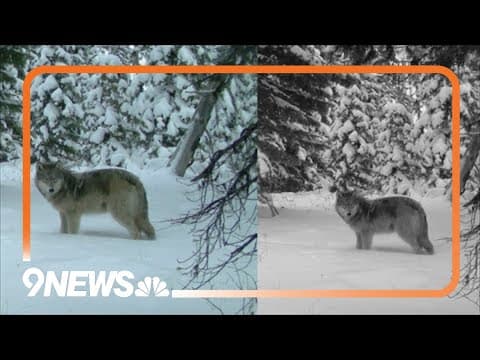Darts, helicopters, and planes: How Colorado will capture Oregon wolves for reintroduction