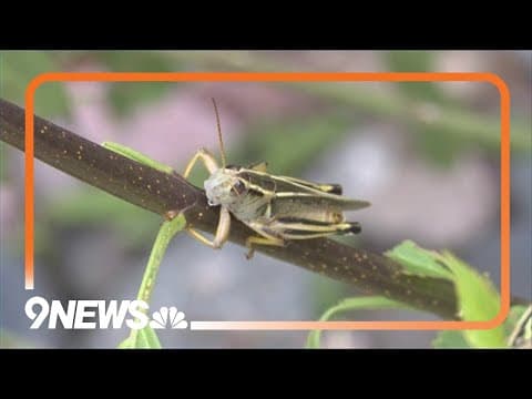 Why are there so many grasshoppers in Colorado?