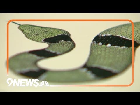 It's rattlesnake season. How to keep you and your pets safe on trails this summer