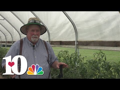 Some tips for growing the best, juiciest tomatoes