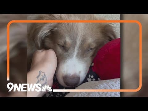 After euthanizing 11 puppies, Colorado health department says it won't change rabies response