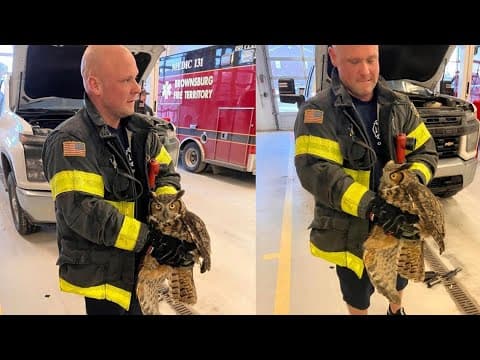 Brownsburg Fire Territory rescues injured owl who got hit on I-74