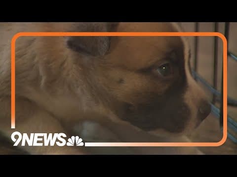 Animal shelter relinquishes PACFA license after it was suspended in February