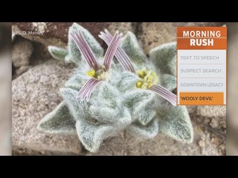 Texas' newest plant spotted in Big Bend National Park