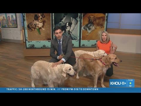 We're excited for National Dog Day!