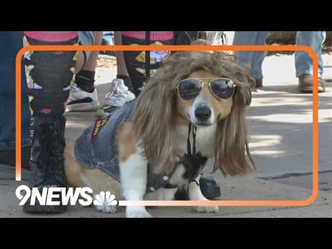Tour de Corgi takes place in Fort Collins