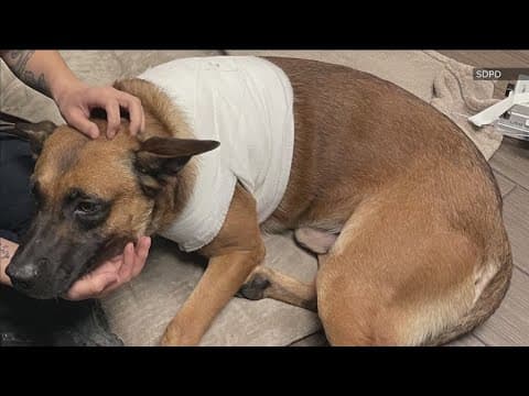 Police dogs risk their lives to help community of San Diego