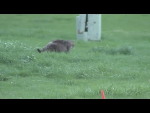 Feral cats taking over small village in Ohio