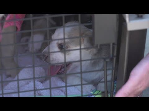 Non-profit helps rescue pets affected by Central Texas floods