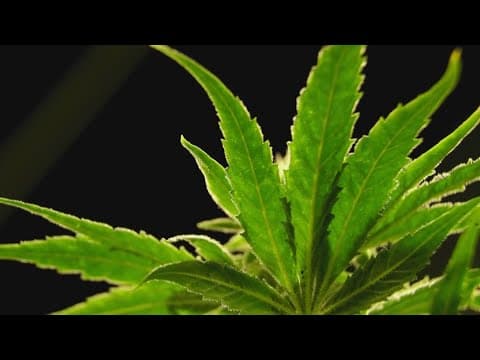 Dallas voters could get the chance to decriminalize small amounts of marijuana