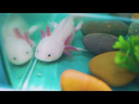 SeaWorld San Diego's Bayside Aquarium reopens with a spotlight on unique species