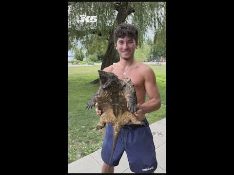 Alligator snapping turtle found at Juanita Beach Park