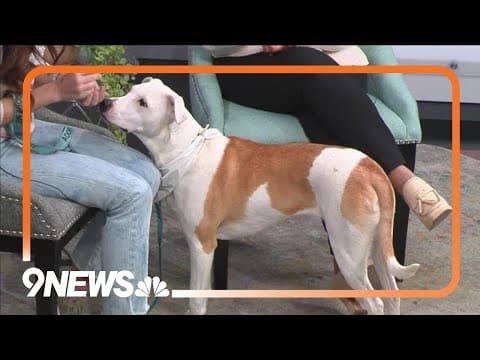 Zack is an adorable puppy looking for a forever home