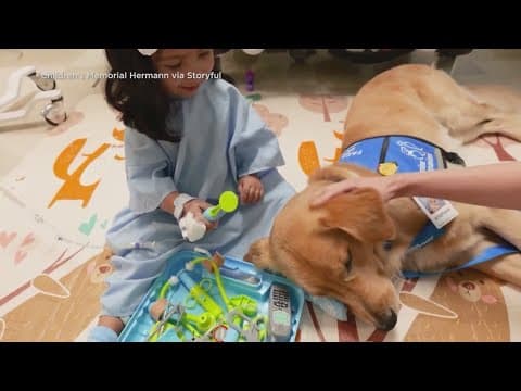 Golden retrievers bringing comfort to kids at Children's Memorial Hermann