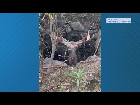 Bull moose rescued after falling into well in Maine