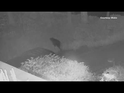 Bear aware: Bears spotted in DC, Arlington