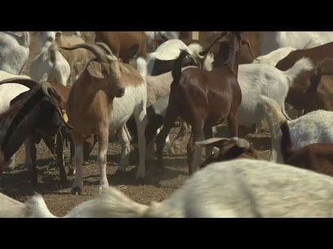 Goats help SDG&E prevent wildfires in Clairemont Mesa