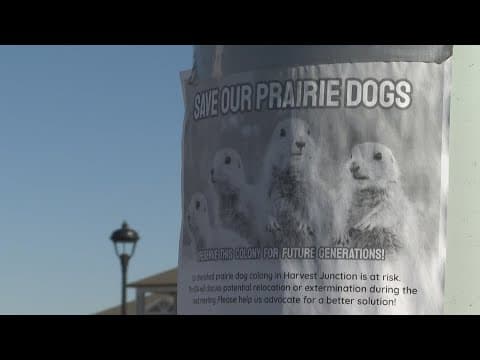 Petition fights to save prairie dog colony in Longmont