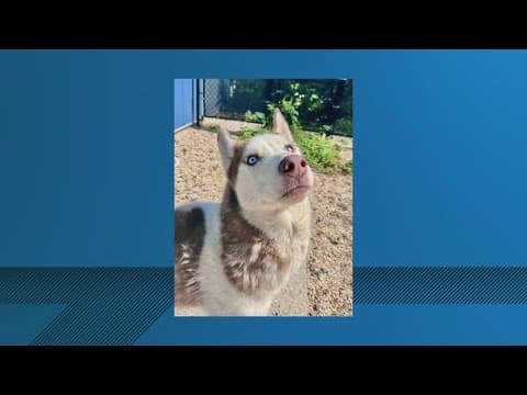 No A/C at Plaquemines Parish Animal Shelter, officials say