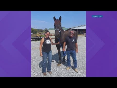 KPD Mounted Patrol horse Waggoner retires after 6 months due to genetic disorder