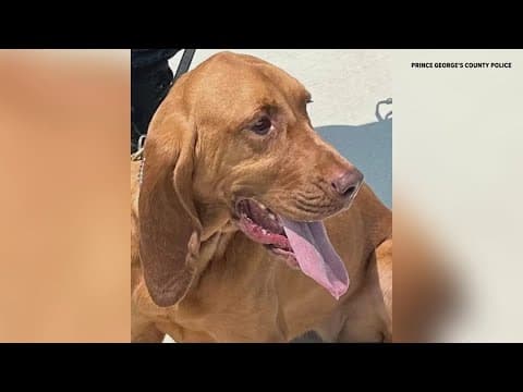 Charges dropped against officer previously accused of abusing K-9, prosecutors blame 'vague' e-colla