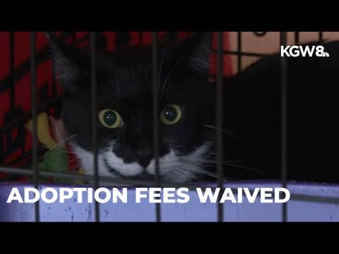 Humane Society waives fees as dozens of cats arrive from RV rescue