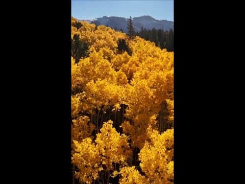 Peak fall colors in Colorado