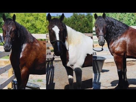 Knoxville police name three new mounted patrol horses