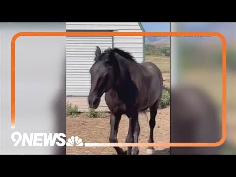 Horse rescued after getting stuck in mud