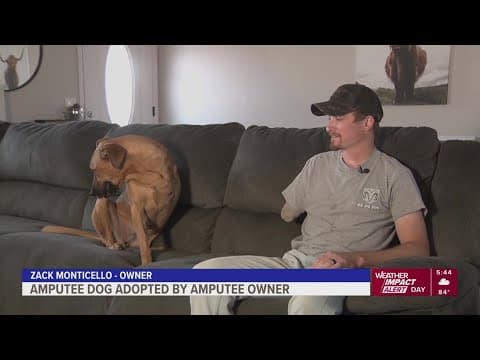 Amputee dog adopted by amputee owner