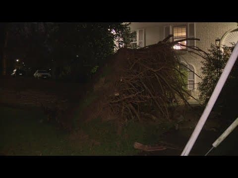 Wind, rain downs tree in Northwest DC