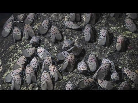 See it? Squish it: Spotted lanternflies are back in the DMV