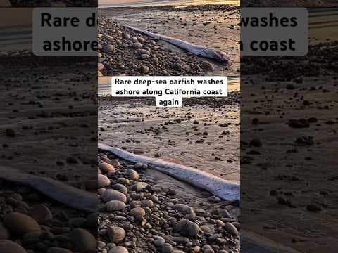 The “sea serpent” was found at Grandview Beach in Encinitas. #news #ocean #sea