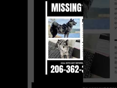 Dogs still missing after fire at The Dog Resort SODO