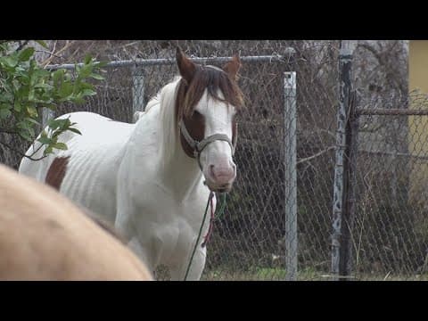 Horse story proves difficult to wrangle