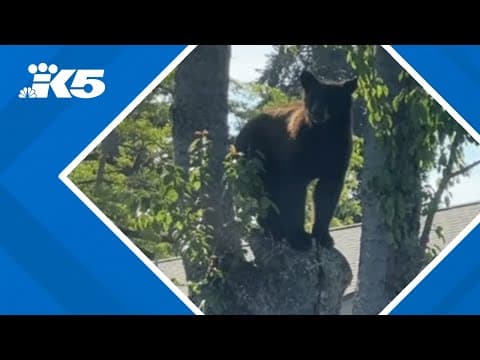 Black bear roams Lakewood neighborhood, prompts brief school lockdown