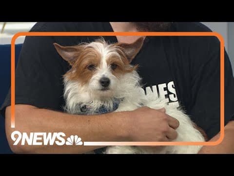 The goodest boy needs his forever home