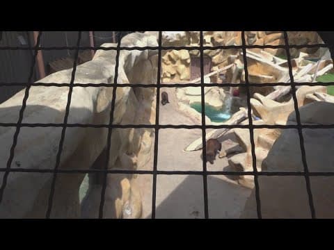 PETA and actor Joaquin Phoenix urges release of two bears in Pigeon Forge