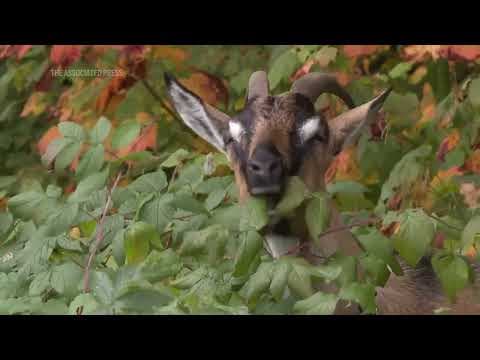 Livestock landscaping: Vermont ski area employs goats and sheep to clear slopes